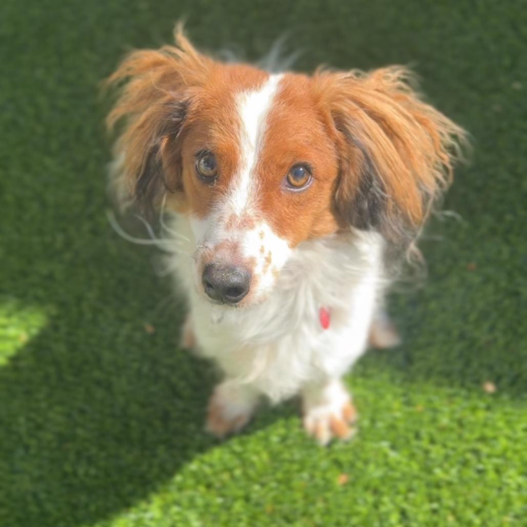 Enlarge Wiley A5805158, a Adoptable mixed breed in Mission Hills, CA image 3/6