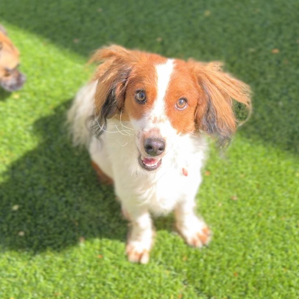 Enlarge Wiley A5805158, a Adoptable mixed breed in Mission Hills, CA image 4/6
