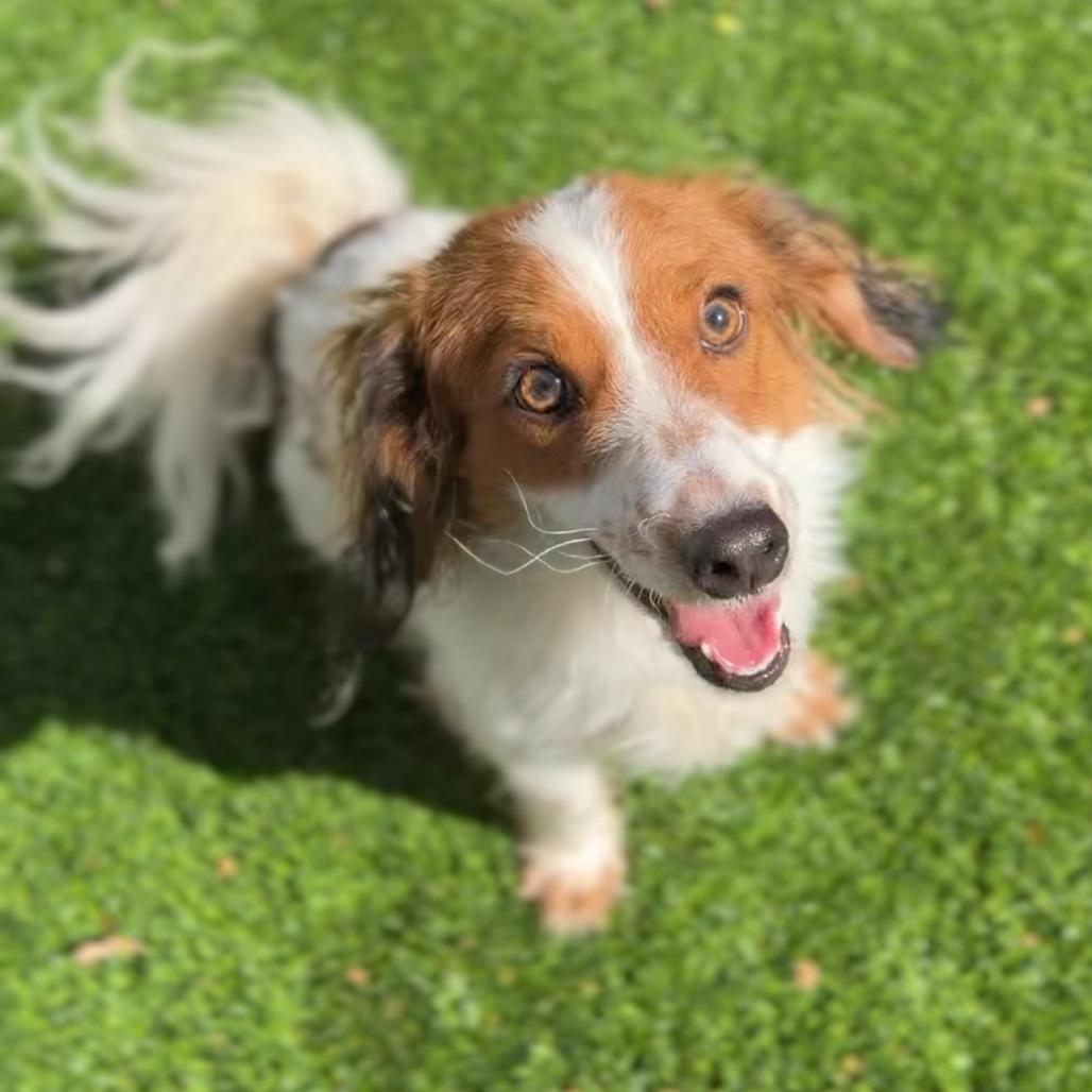 Enlarge Wiley A5805158, a Adoptable mixed breed in Mission Hills, CA image 5/6