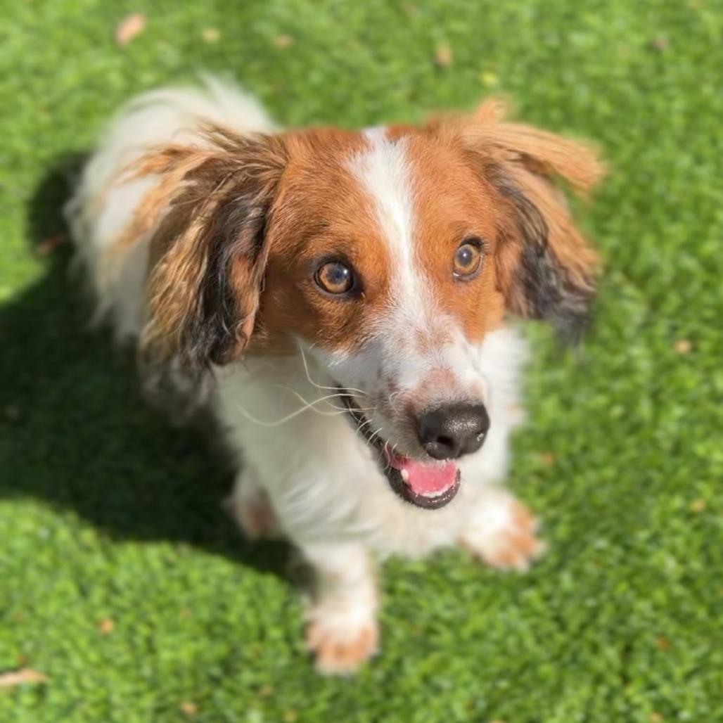 Enlarge Wiley A5805158, a Adoptable mixed breed in Mission Hills, CA image 6/6