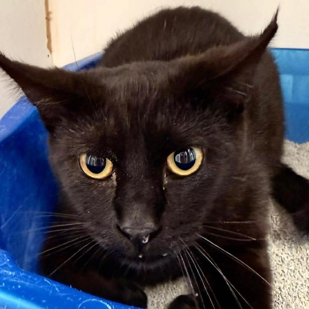 Jason, Adoptable, Young Male Domestic Short Hair.