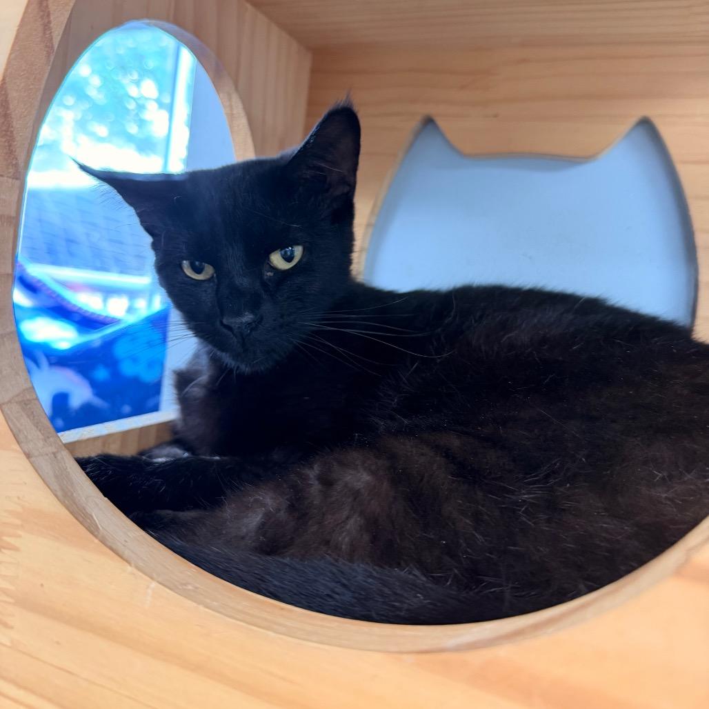Jason, a Adoptable Domestic Short Hair in Duncan, OK image 2/2