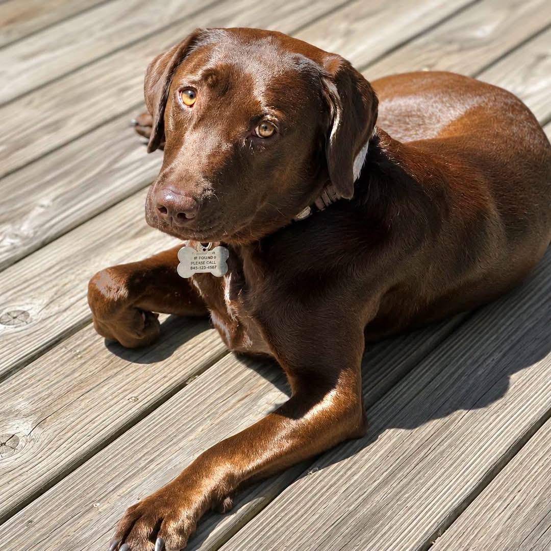 Hazel, ADOPTABLE, Adult Female Chocolate Labrador Retriever.
