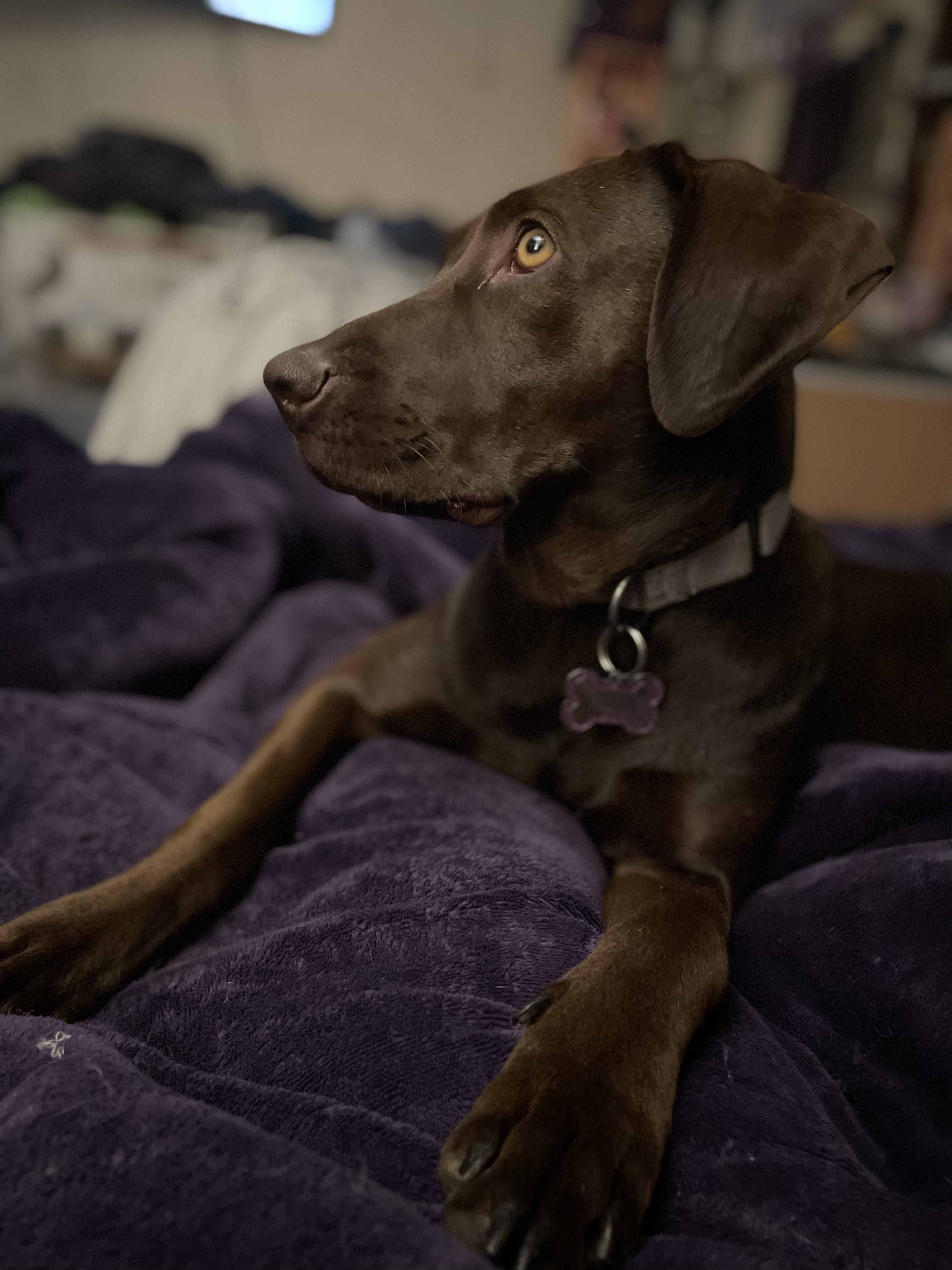 Enlarge Hazel, a ADOPTABLE mixed breed in Wappingers Falls, NY image 2/3