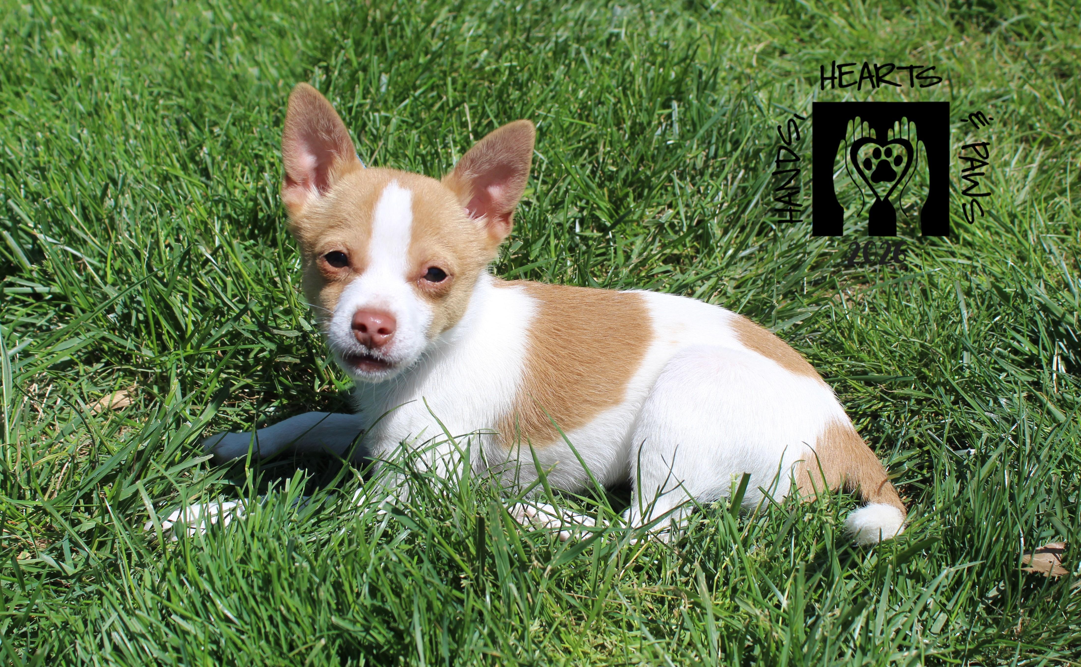 Enlarge Bruce Willis, an adoptable mixed breed in Omaha, NE image 1/6
