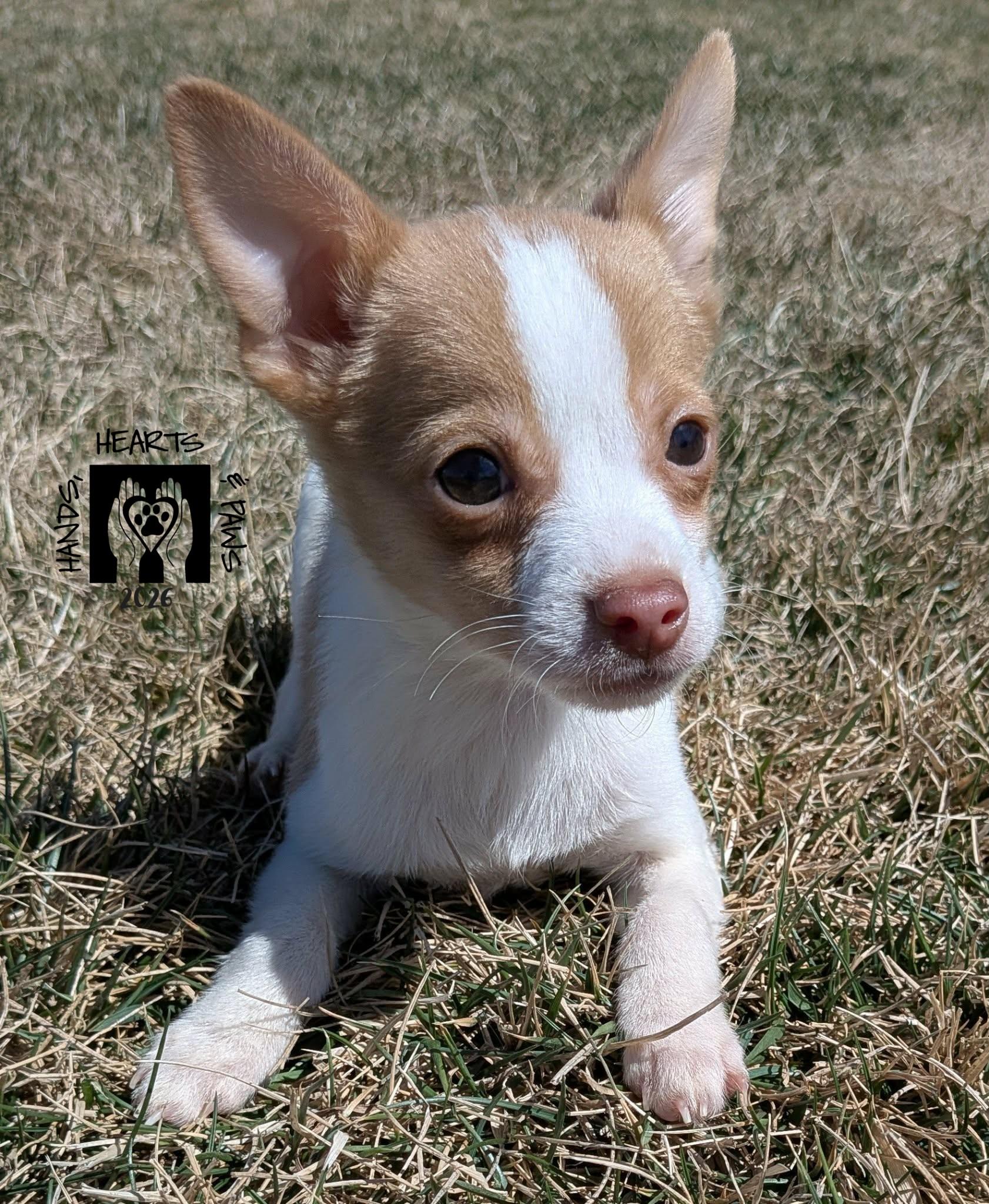 Enlarge Bruce Willis, a Adoptable mixed breed in Omaha, NE image 3/3