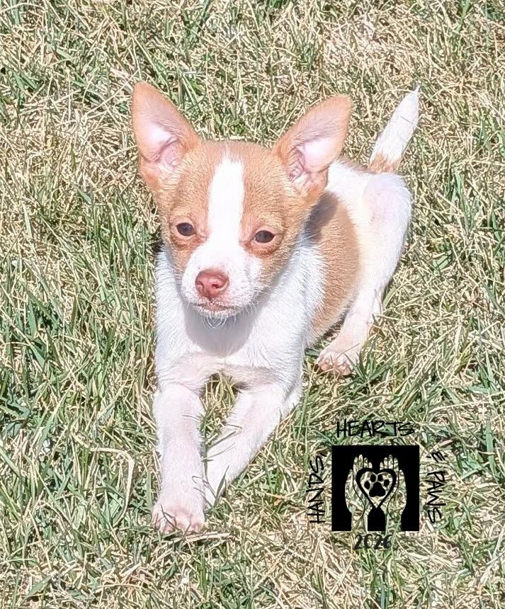 Enlarge Bruce Willis, a Adoptable mixed breed in Omaha, NE image 2/3