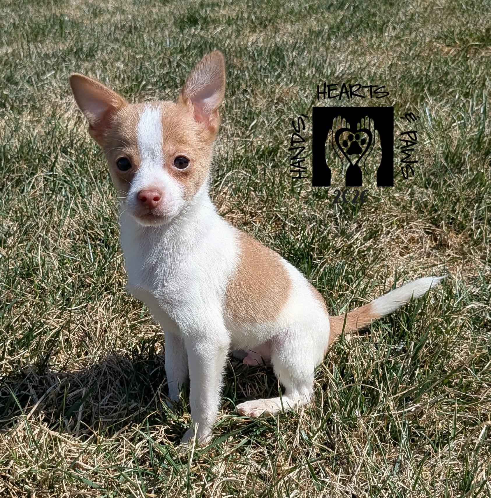 Bruce Willis, Adoptable, Puppy Male Pomeranian & Chihuahua.