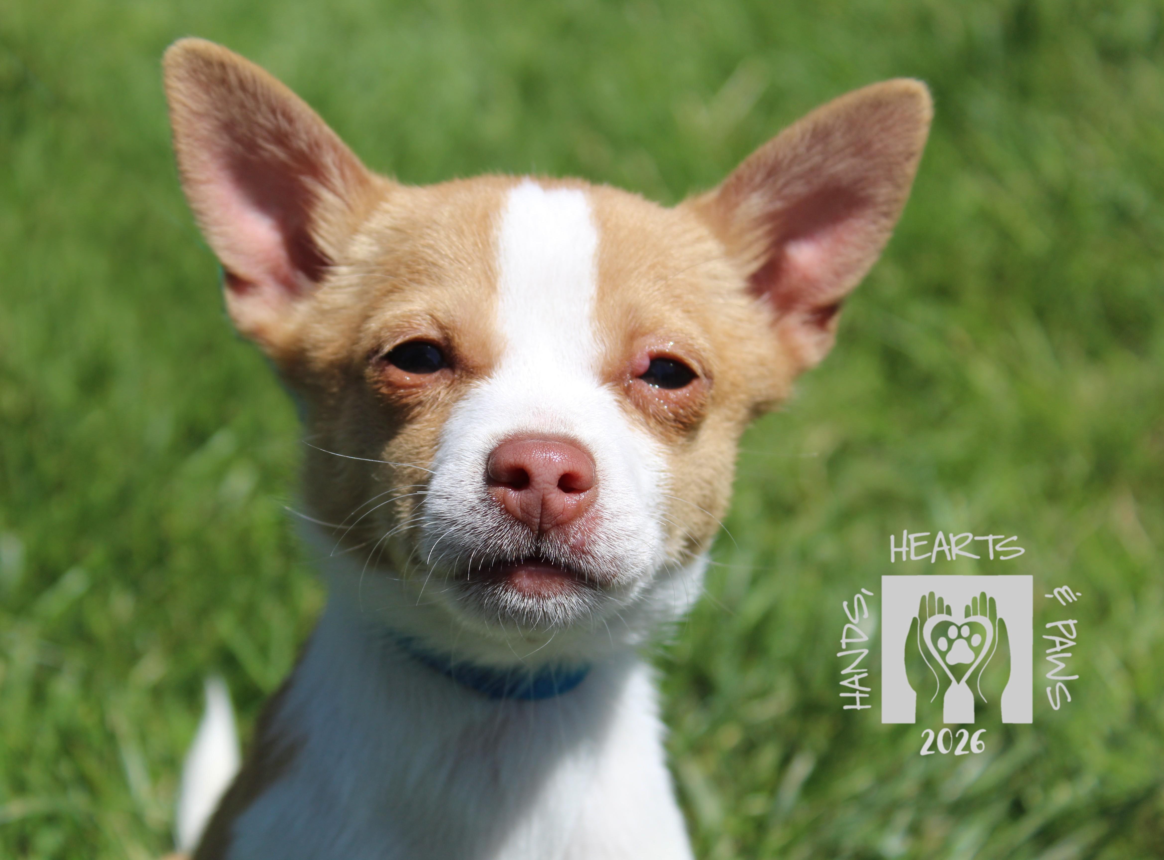 Enlarge Bruce Willis, an adoptable mixed breed in Omaha, NE image 5/6