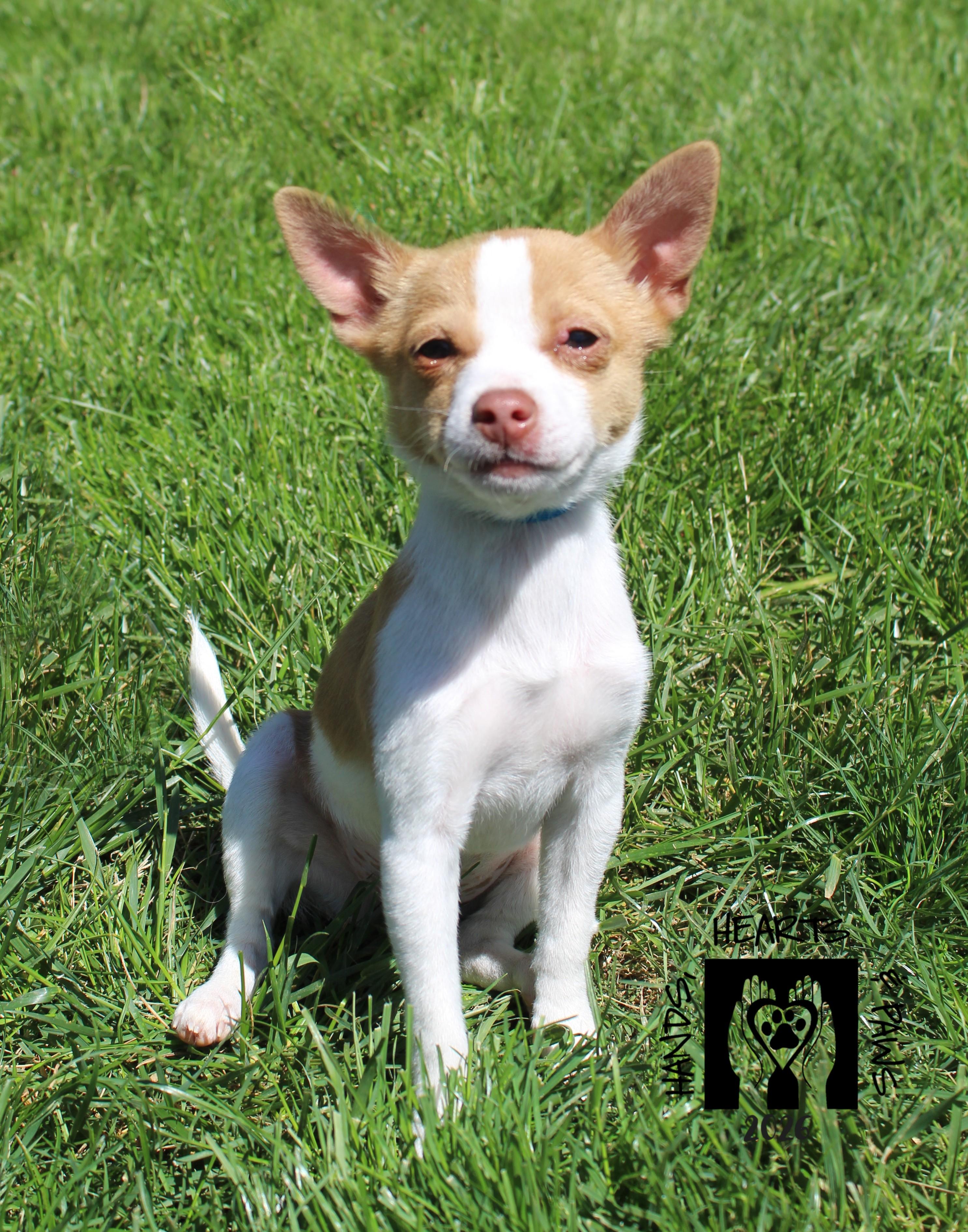 Enlarge Bruce Willis, an adoptable mixed breed in Omaha, NE image 6/6