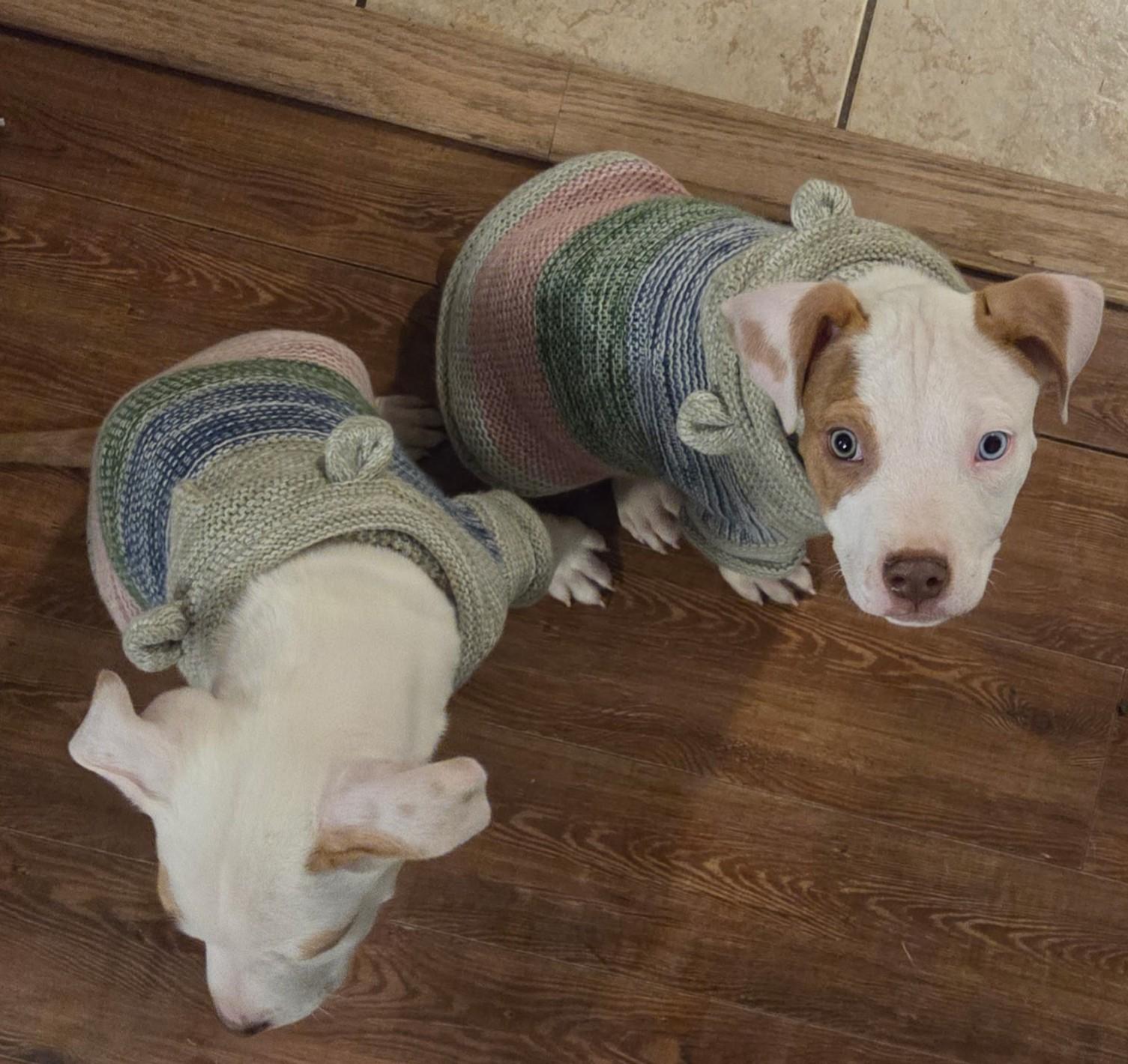 Enlarge Bacon, a Adoptable mixed breed in Baton Rouge, LA image 3/4