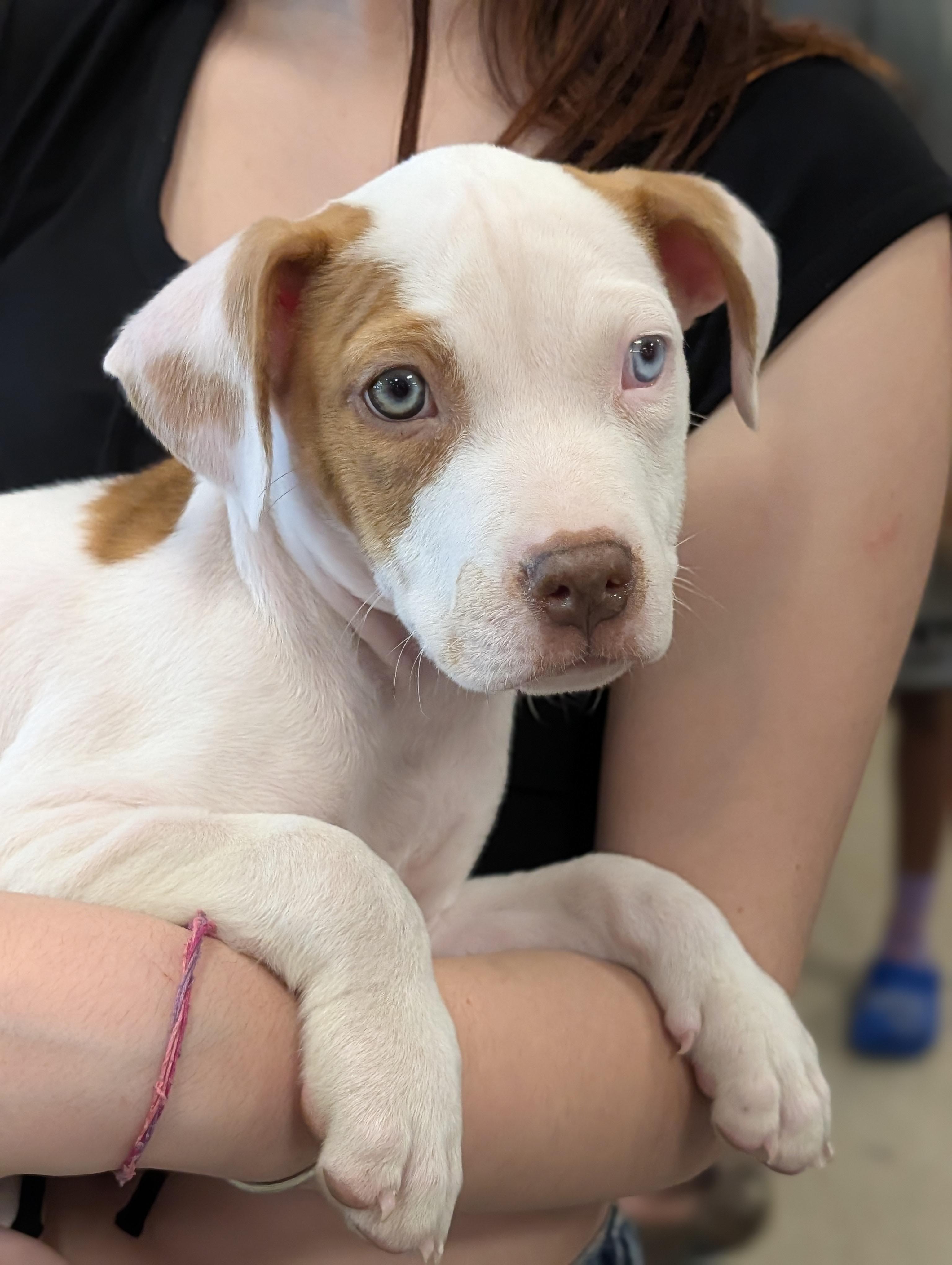 Bacon, Adoptable, Puppy Male American Bulldog & Labrador Retriever.