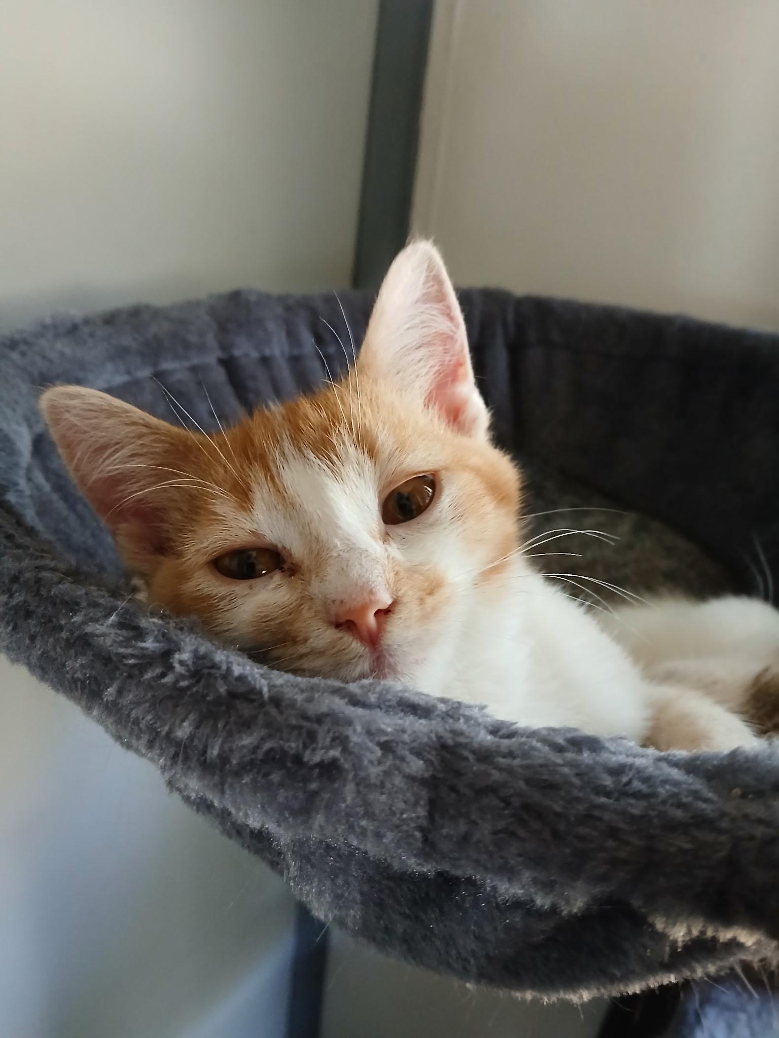 Enlarge Sunny and Sugar, a Adoptable American Shorthair in Waveland, IN image 3/3