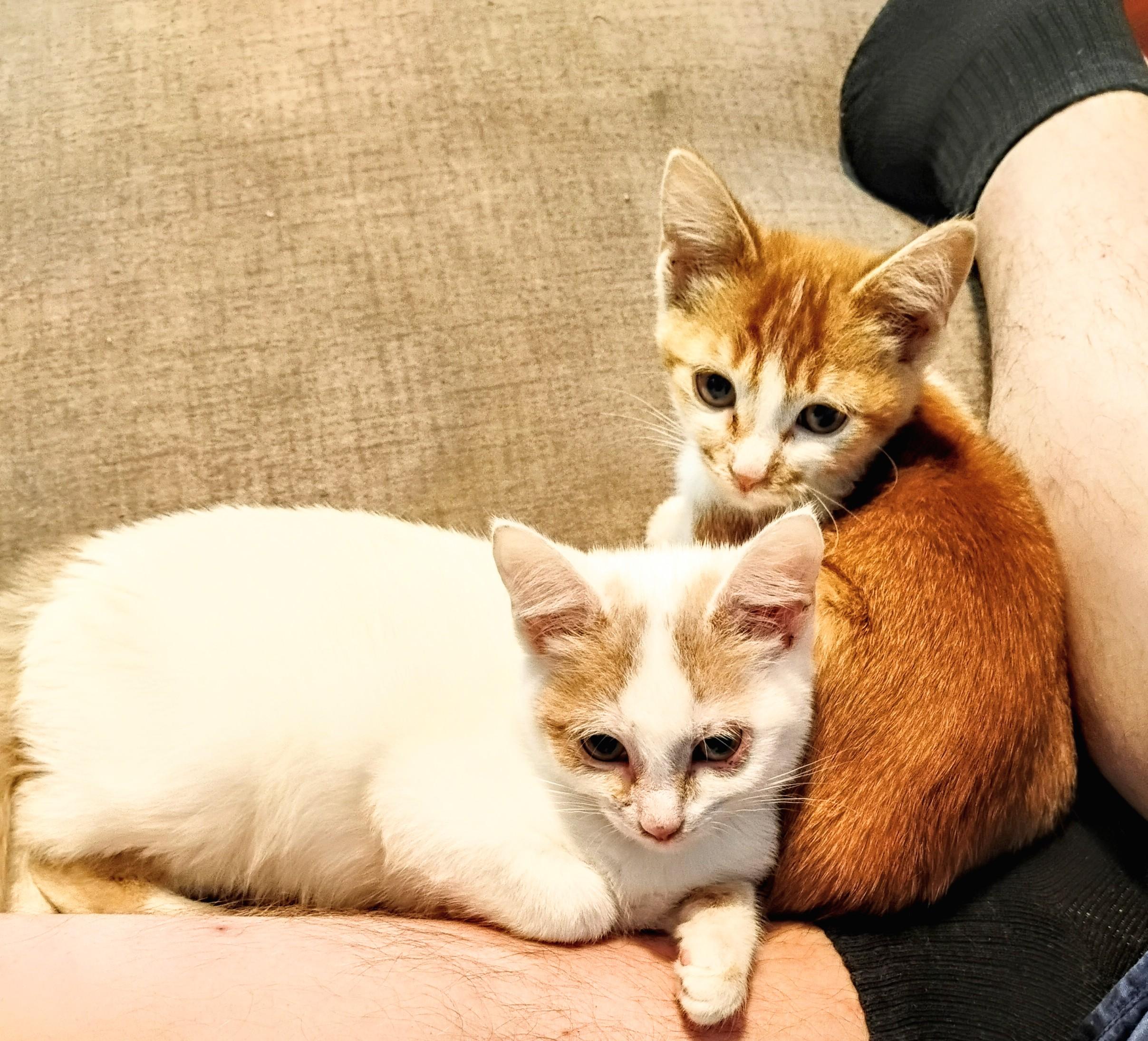 Sunny and Sugar, Adoptable, Young Female American Shorthair.