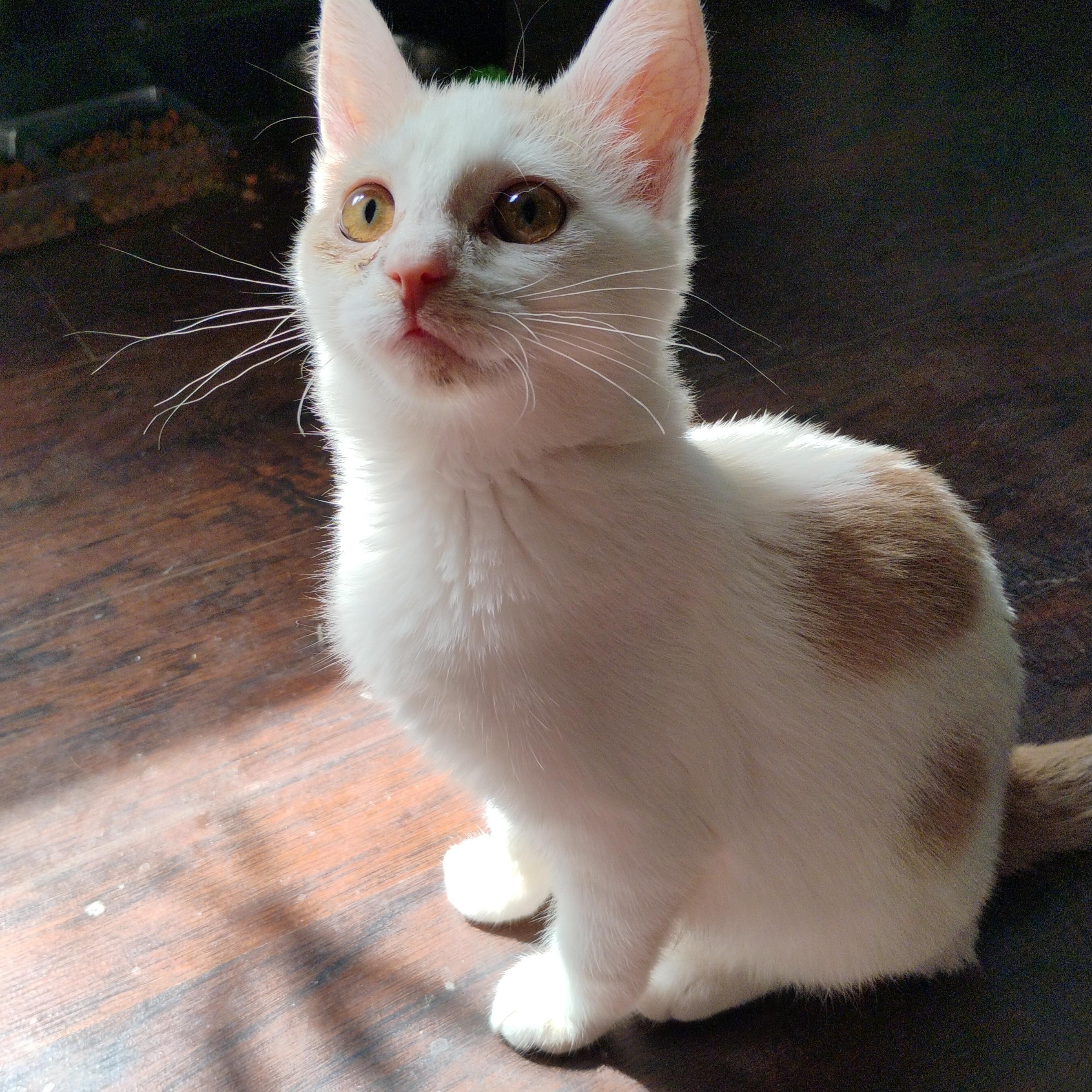 Enlarge Sunny and Sugar, a Adoptable American Shorthair in Waveland, IN image 2/3