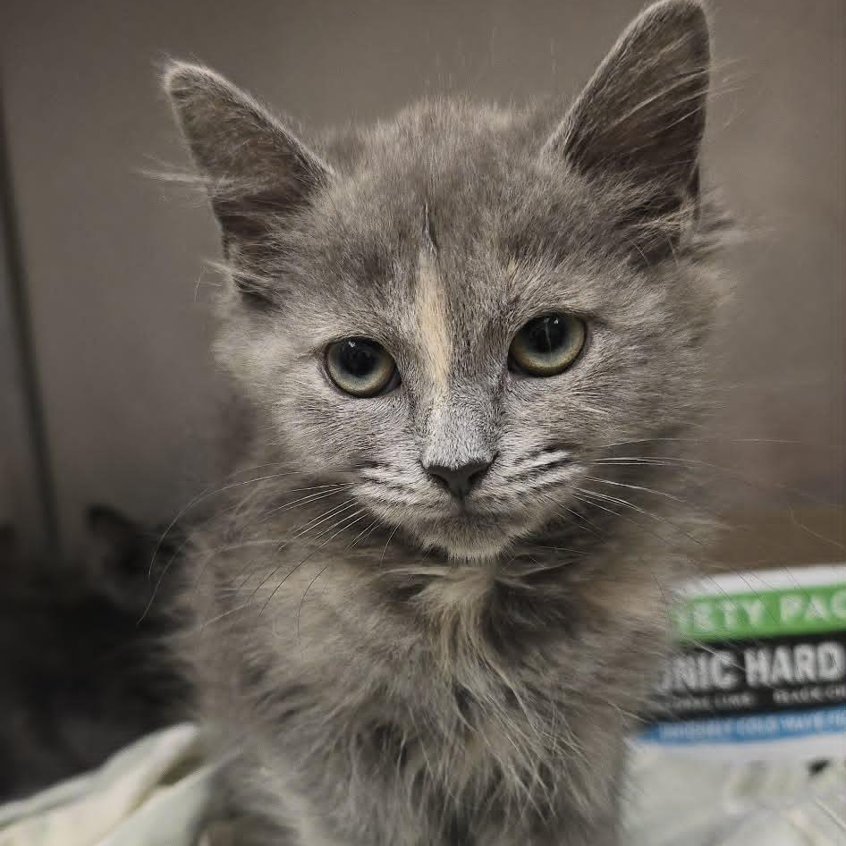 Enlarge Dawson, an adopted Domestic Long Hair in Orange, VA image 1/1