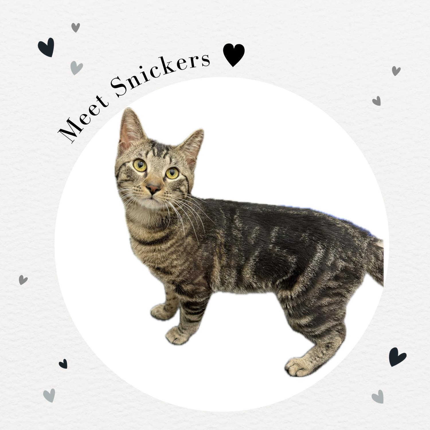 Snickers, Young Male Domestic Short Hair