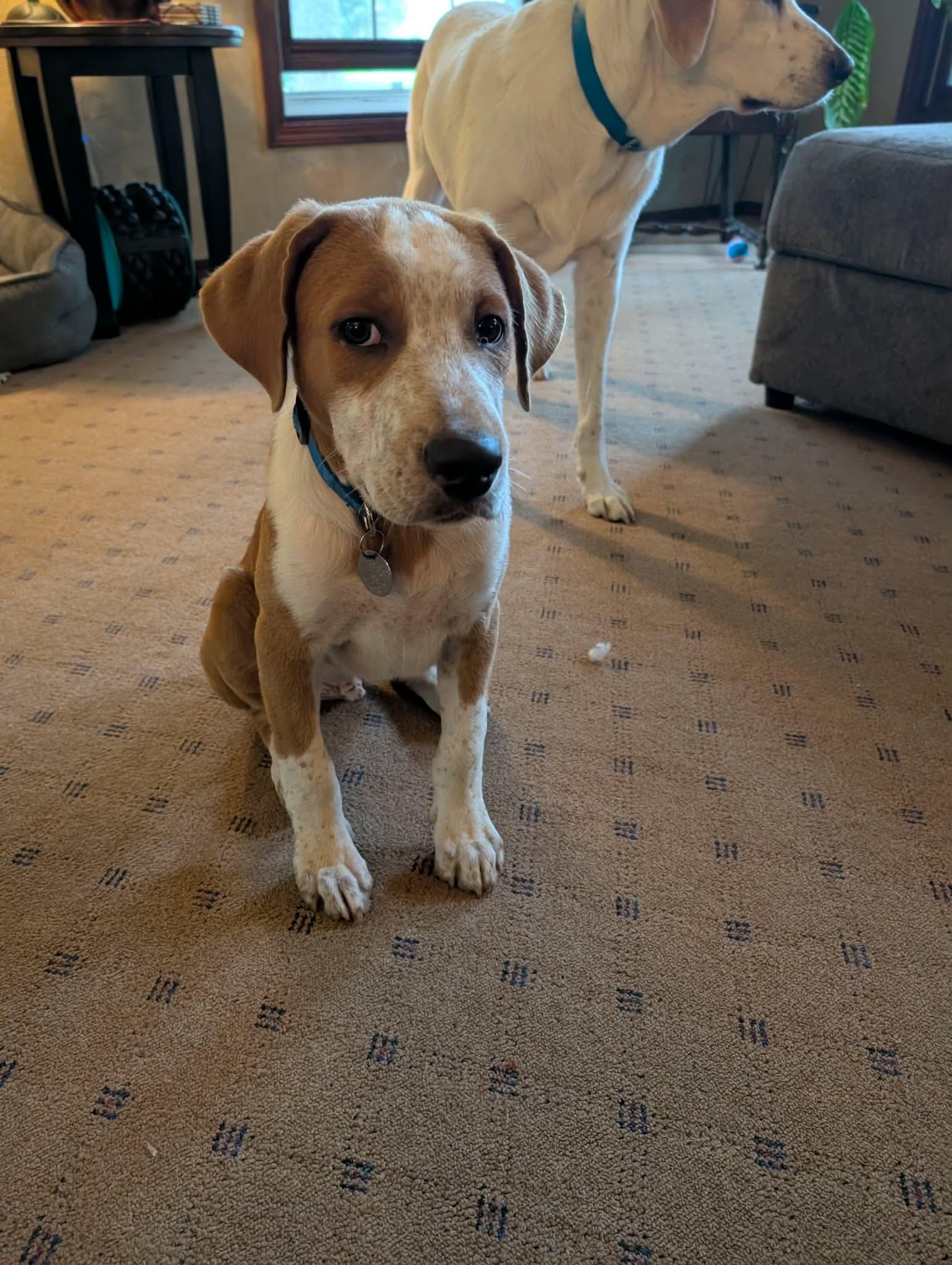 Loki, Adopted, Puppy Male Mixed Breed.