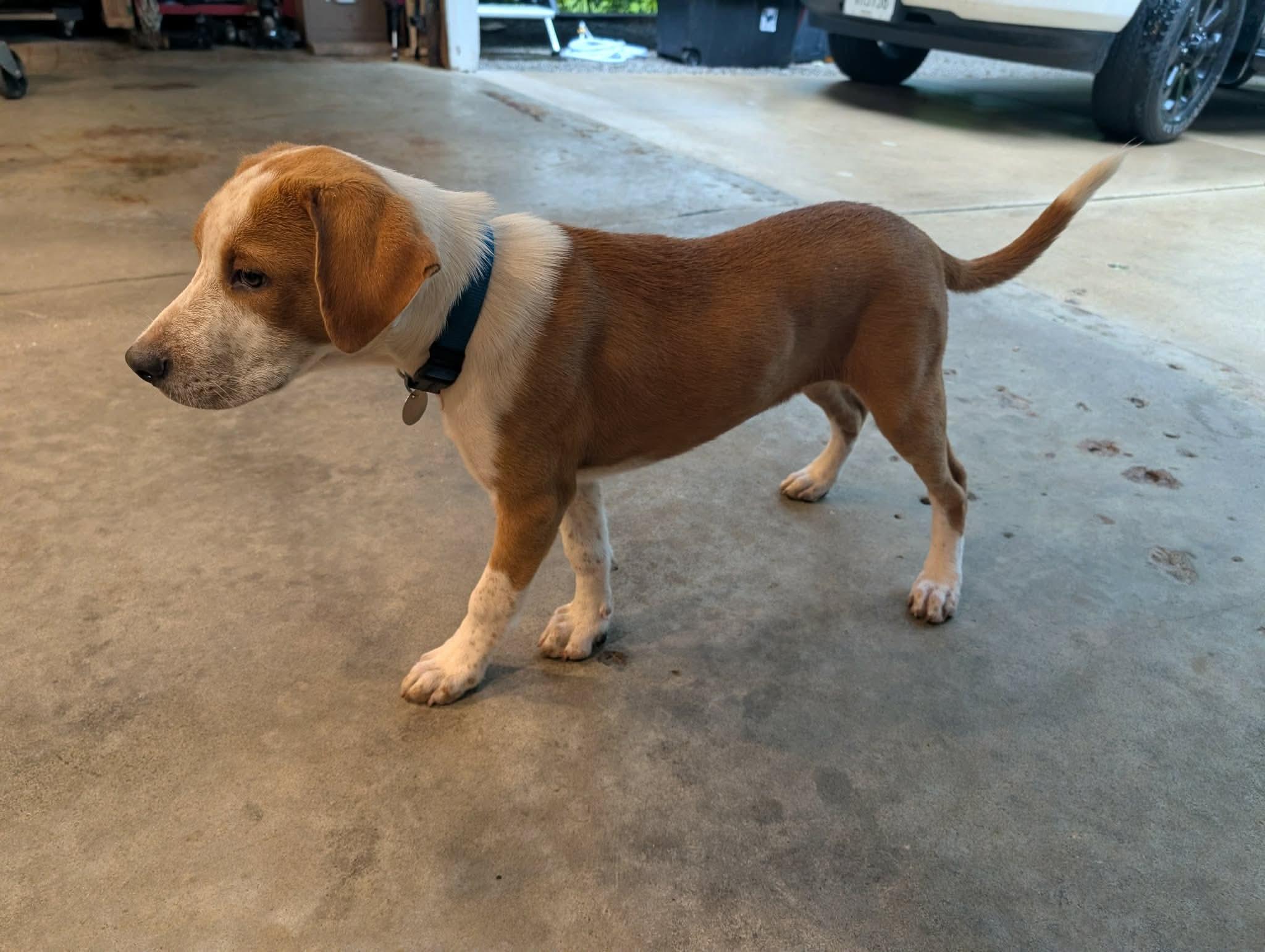 Enlarge Loki, a Adopted Mixed Breed in De Pere, WI image 2/3