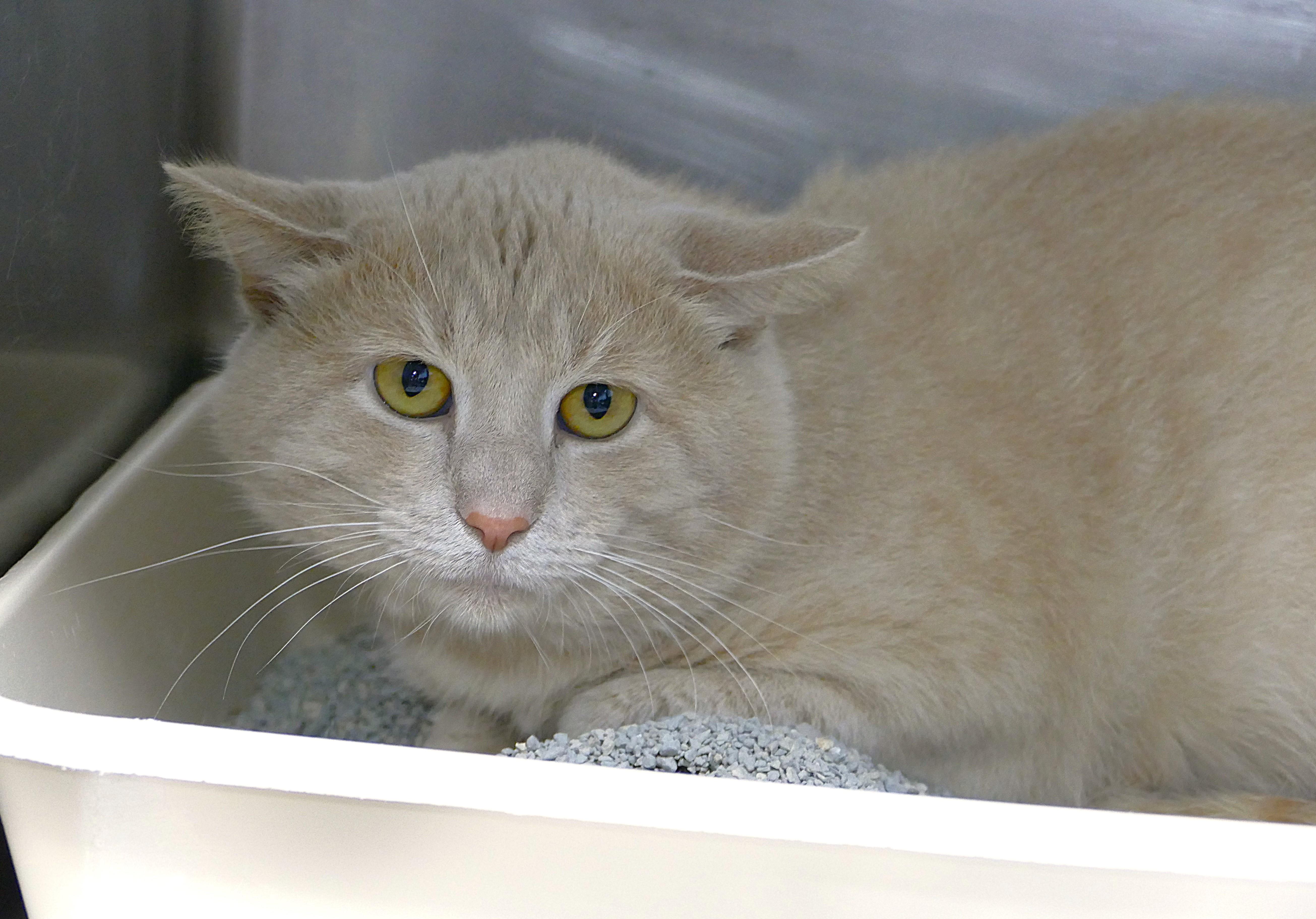 COLBY, a ADOPTABLE mixed breed in Beechbottom, WV image 1/2