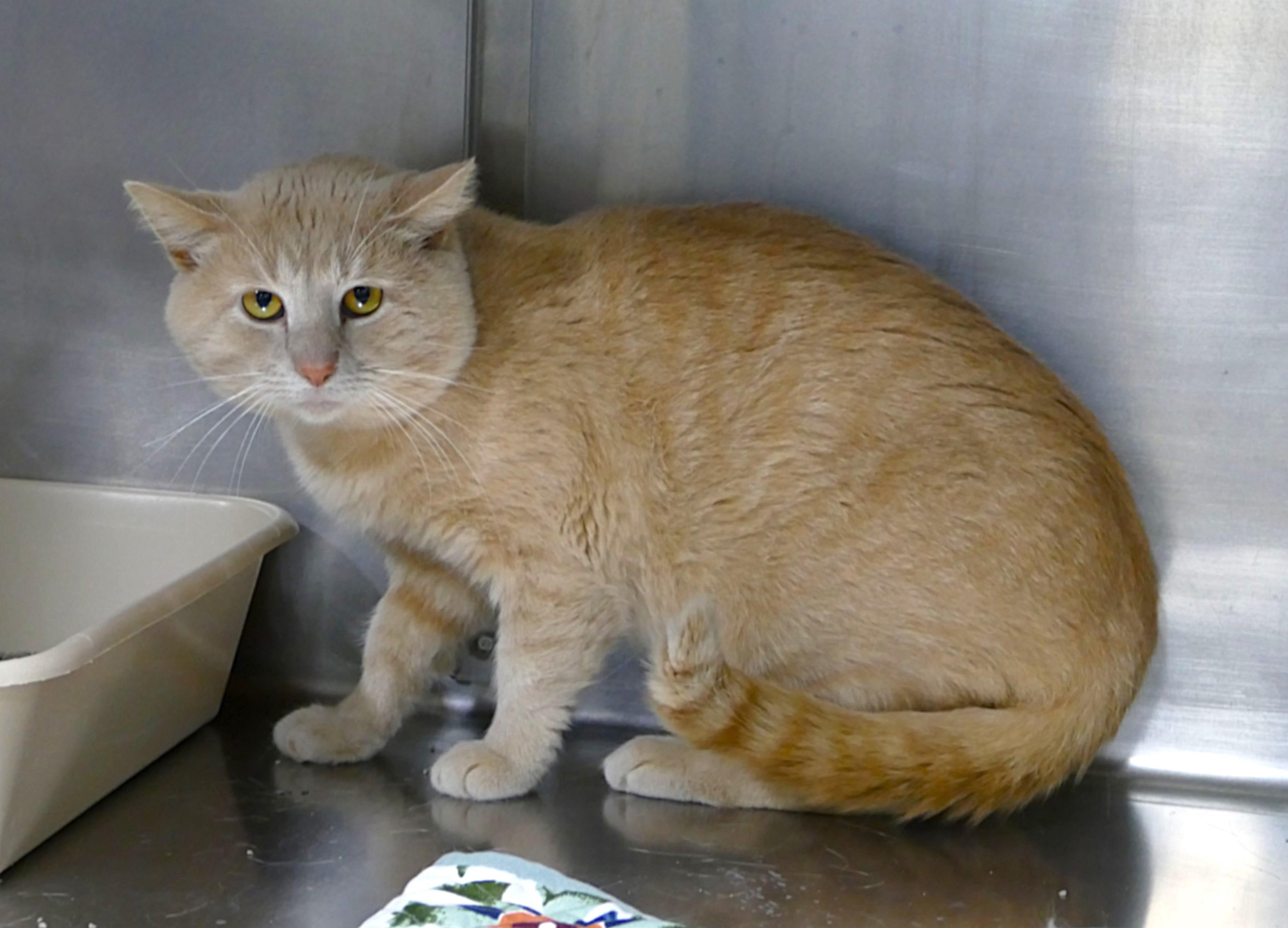 COLBY, a ADOPTABLE mixed breed in Beechbottom, WV image 2/2
