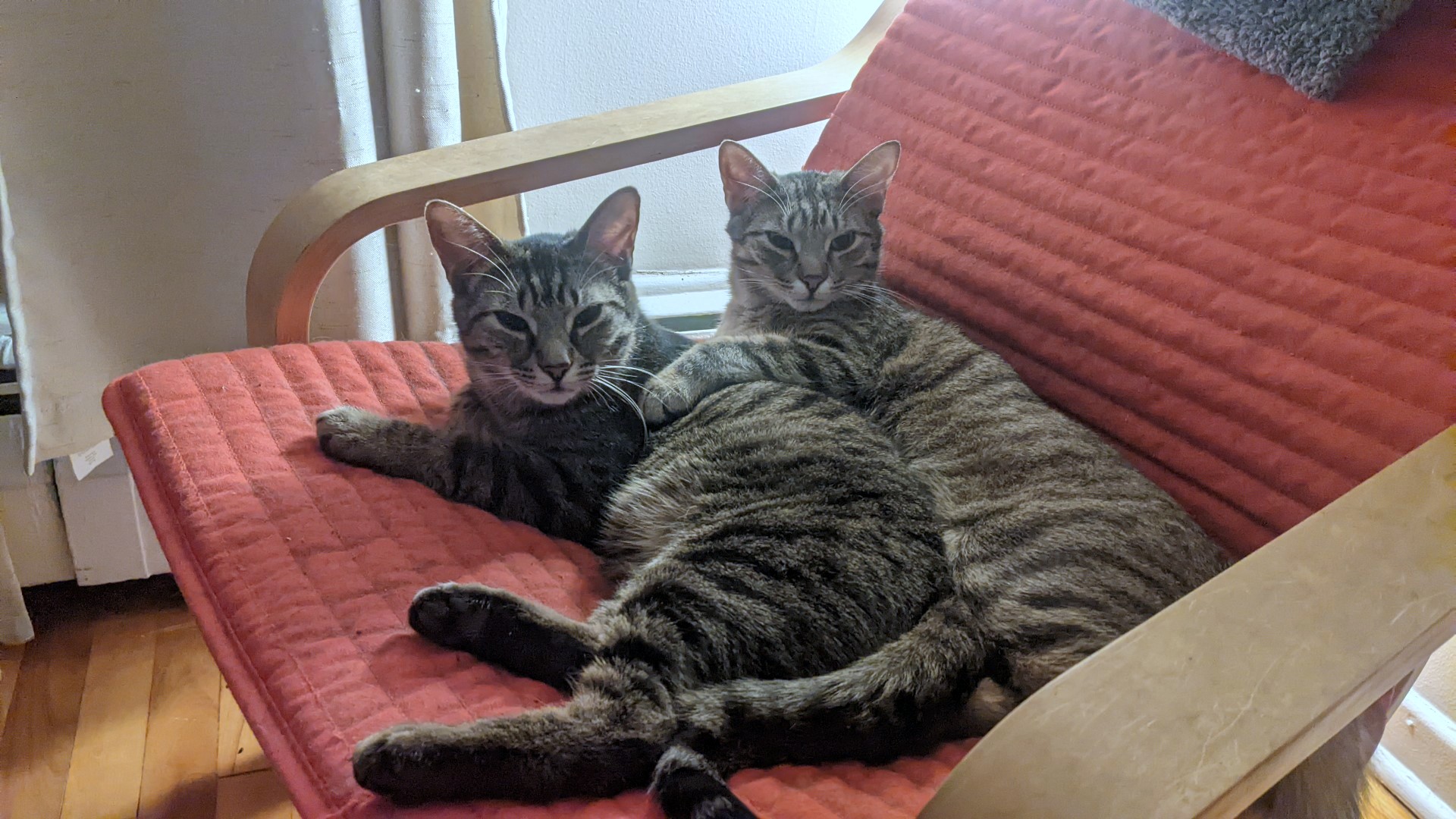 Sylvio & Salvador (DUO), a Adoptable Tabby in Verdun, QC image 1/3