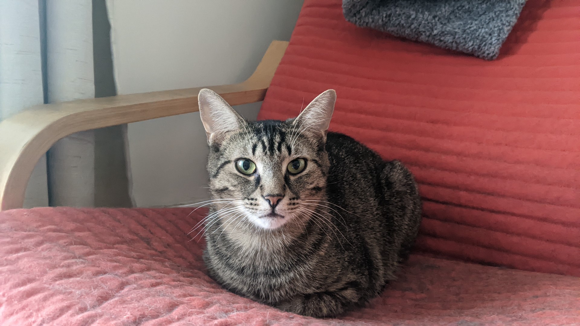 Sylvio & Salvador (DUO), a Adoptable Tabby in Verdun, QC image 2/3