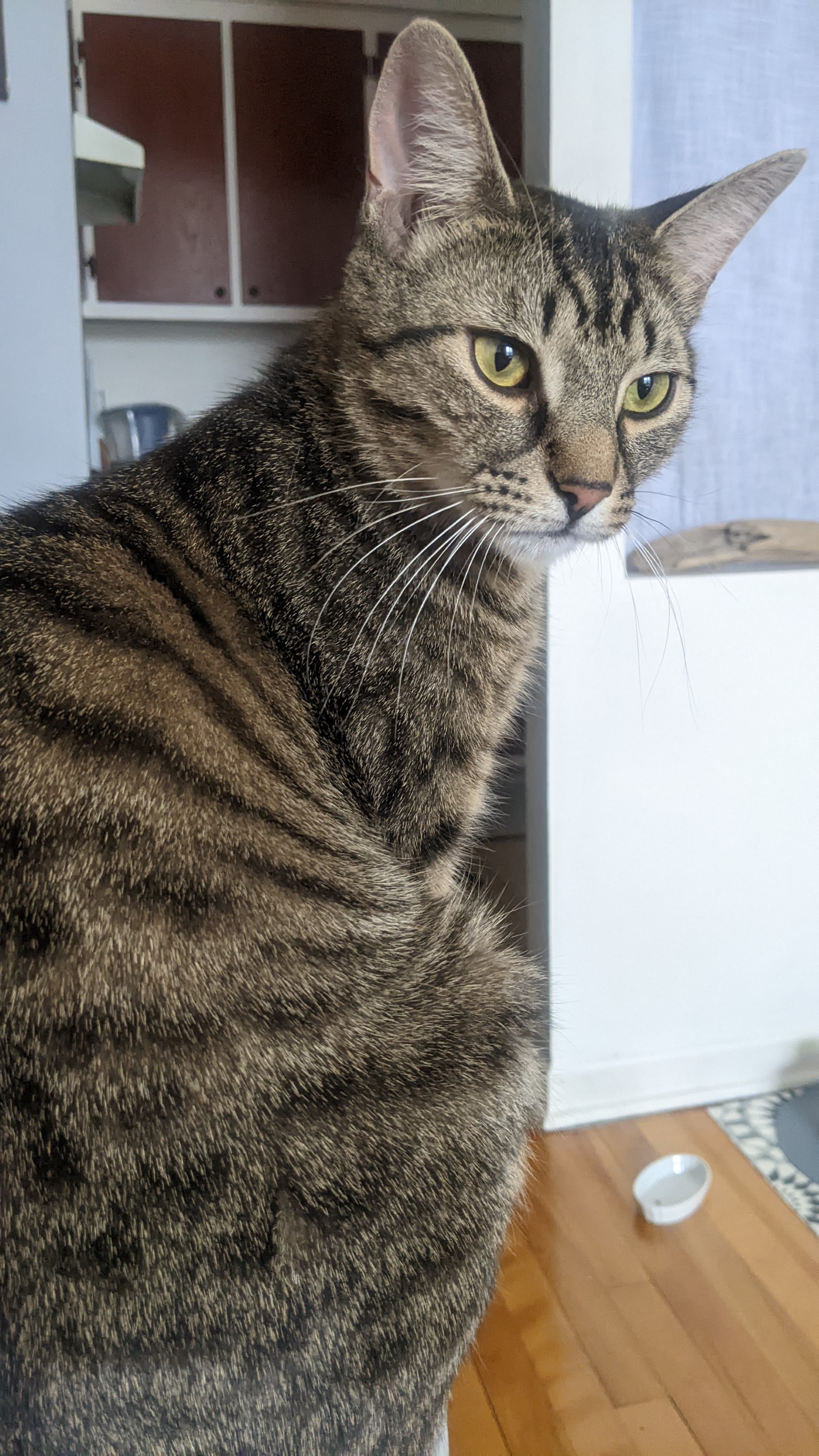 Sylvio & Salvador (DUO), a Adoptable Tabby in Verdun, QC image 3/3