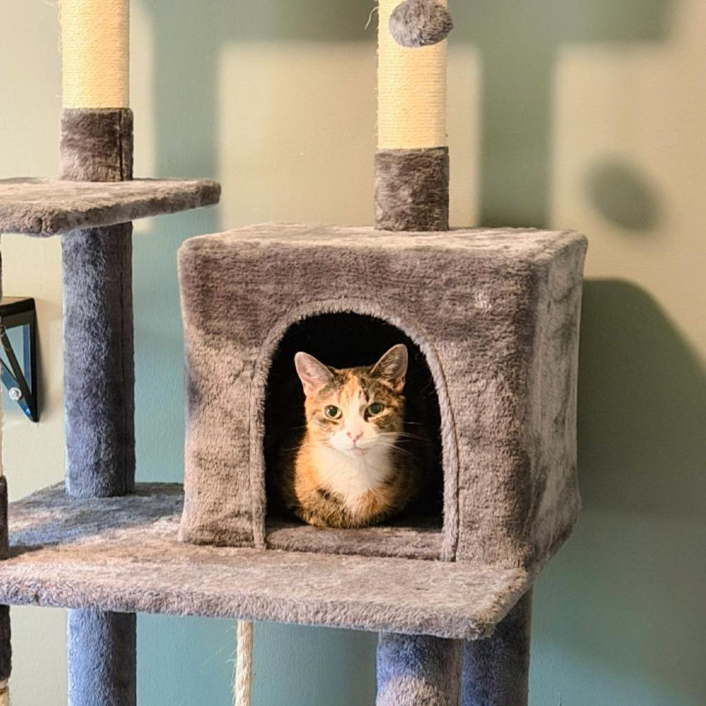 Marigold, Adoptable, Young Female Domestic Short Hair.