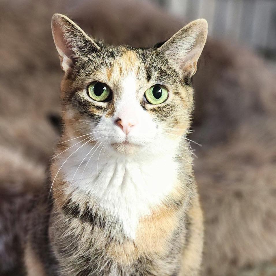 Enlarge Marigold, a Adoptable Domestic Short Hair in Pocono Summit, PA image 2/3