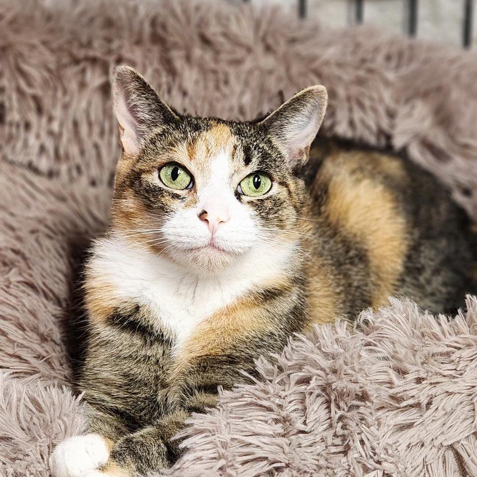 Enlarge Marigold, a Adoptable Domestic Short Hair in Pocono Summit, PA image 3/3