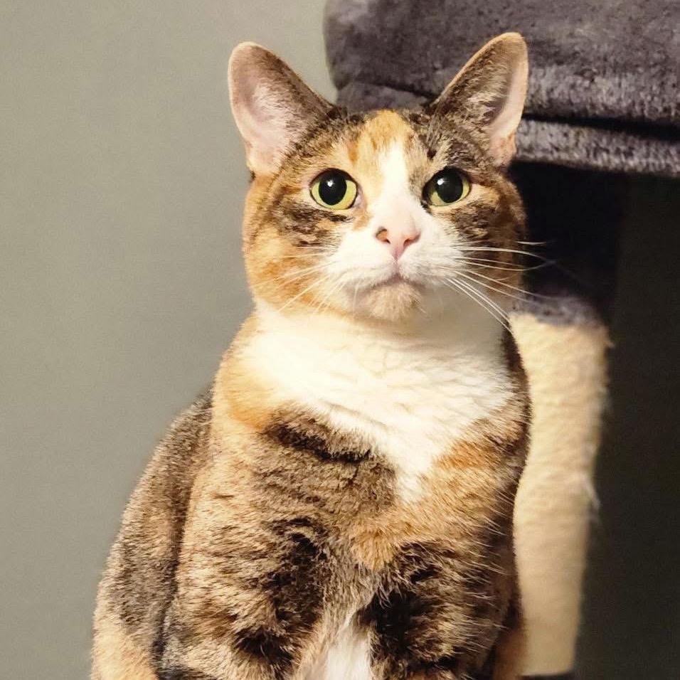 Marigold, a Adoptable Domestic Short Hair in Pocono Summit, PA image 6/6