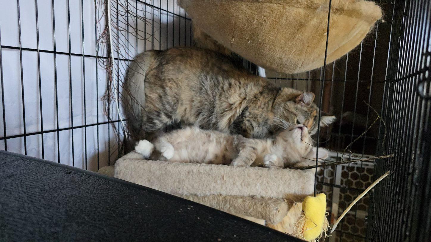 Blossom and Posiden, an adoptable Domestic Short Hair in Gardnerville, NV, 89410 | Photo Image 2