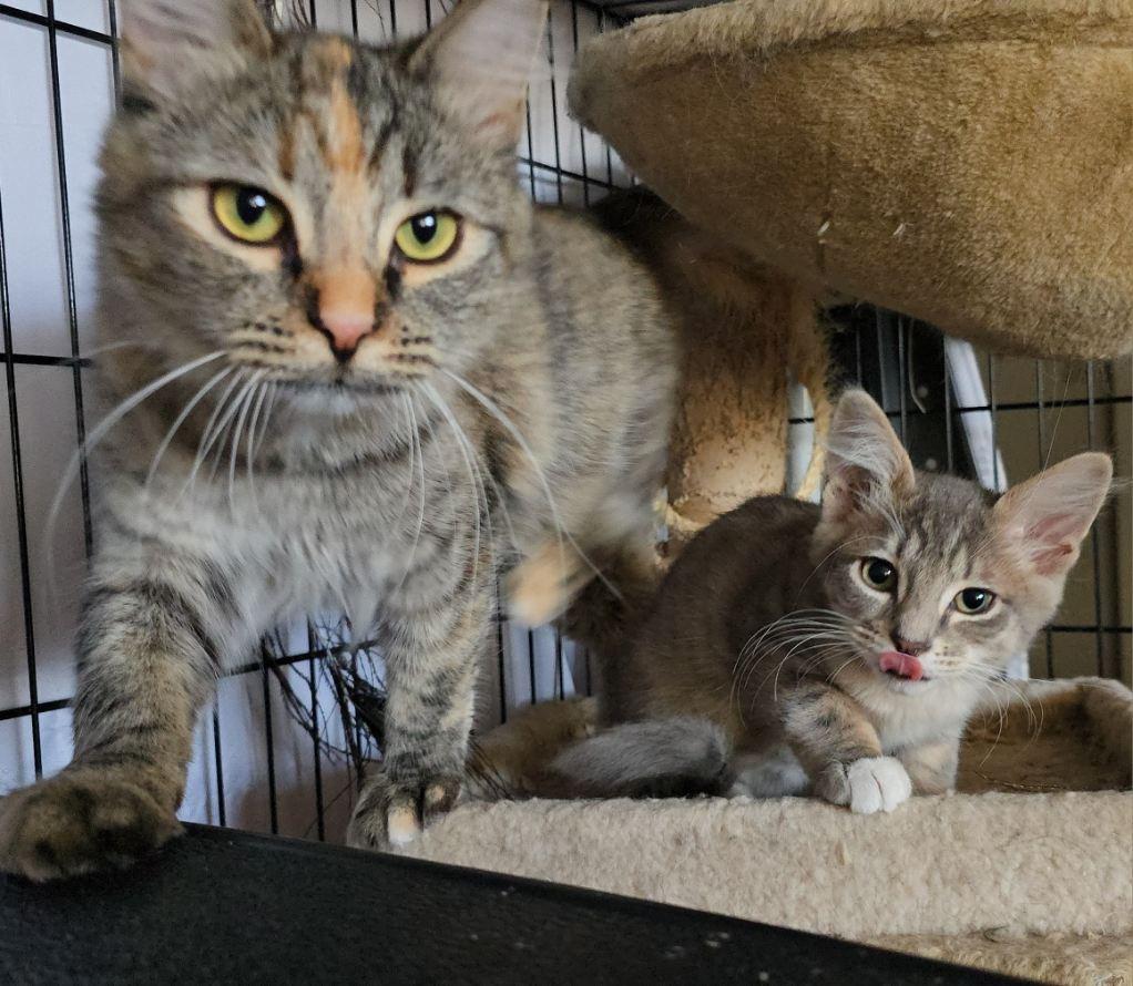 Blossom and Posiden, an adoptable Domestic Short Hair in Gardnerville, NV, 89410 | Photo Image 4