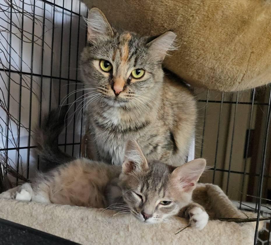 Blossom and Posiden, an adoptable Domestic Short Hair in Gardnerville, NV, 89410 | Photo Image 1