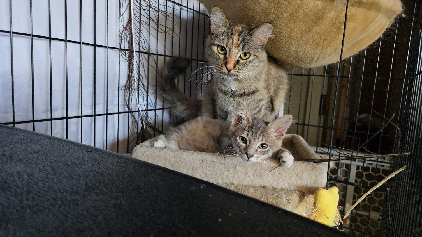 Blossom and Posiden, an adoptable Domestic Short Hair in Gardnerville, NV, 89410 | Photo Image 5