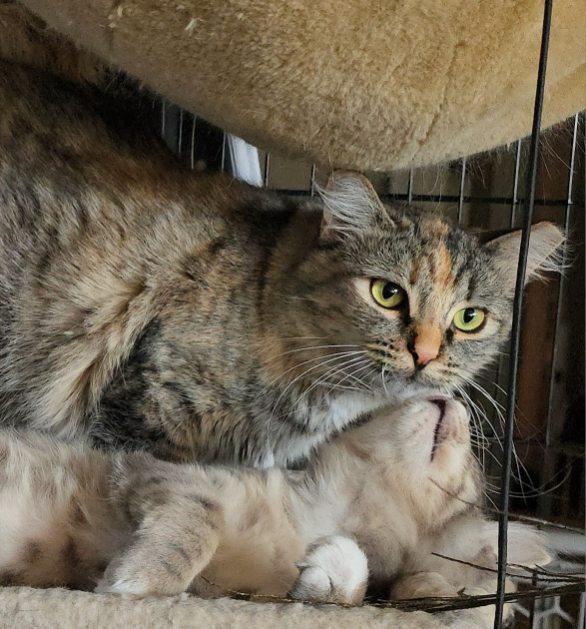 Blossom and Posiden, an adoptable Domestic Short Hair in Gardnerville, NV, 89410 | Photo Image 6
