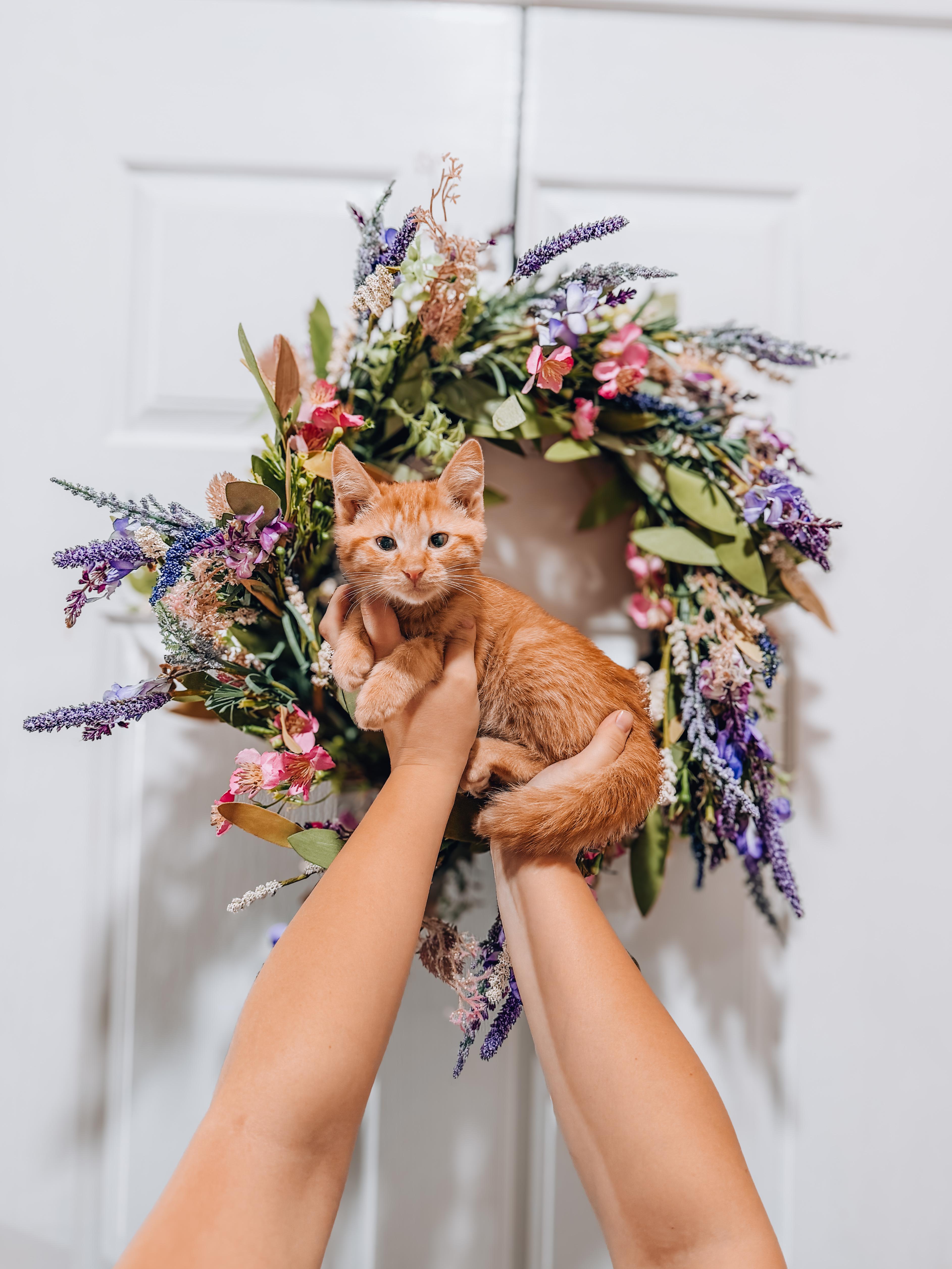 Baset, ADOPTABLE, Kitten Male Tabby.
