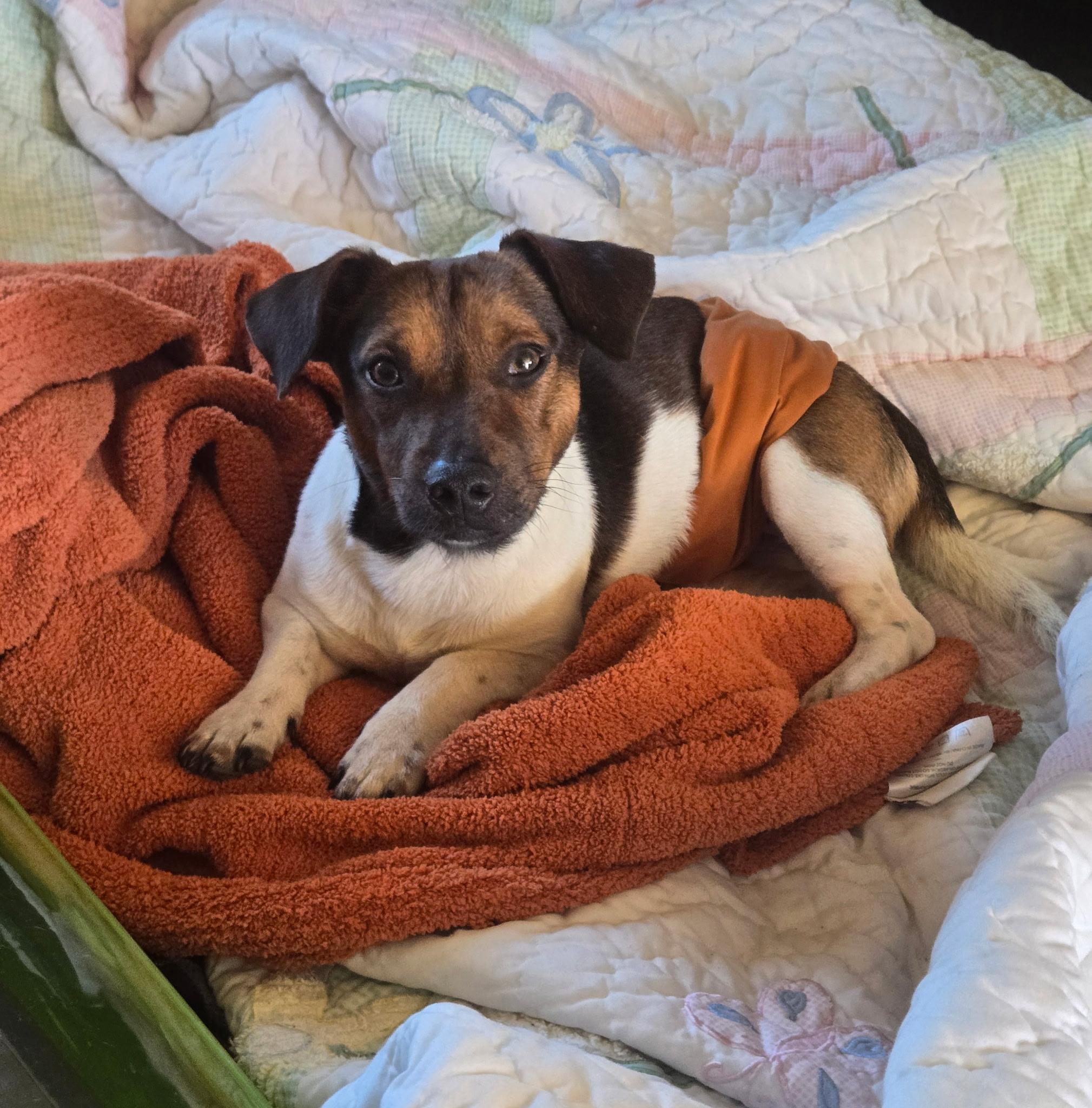 Enlarge Tunker, a ADOPTABLE mixed breed in Fort Collins, CO image 3/4