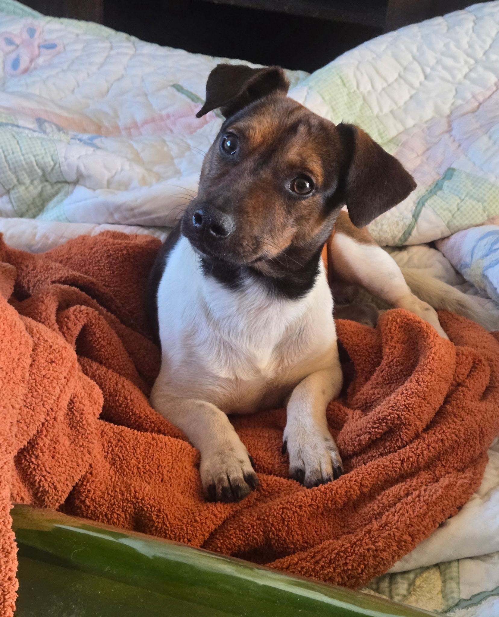 Enlarge Tunker, a ADOPTABLE mixed breed in Fort Collins, CO image 2/4