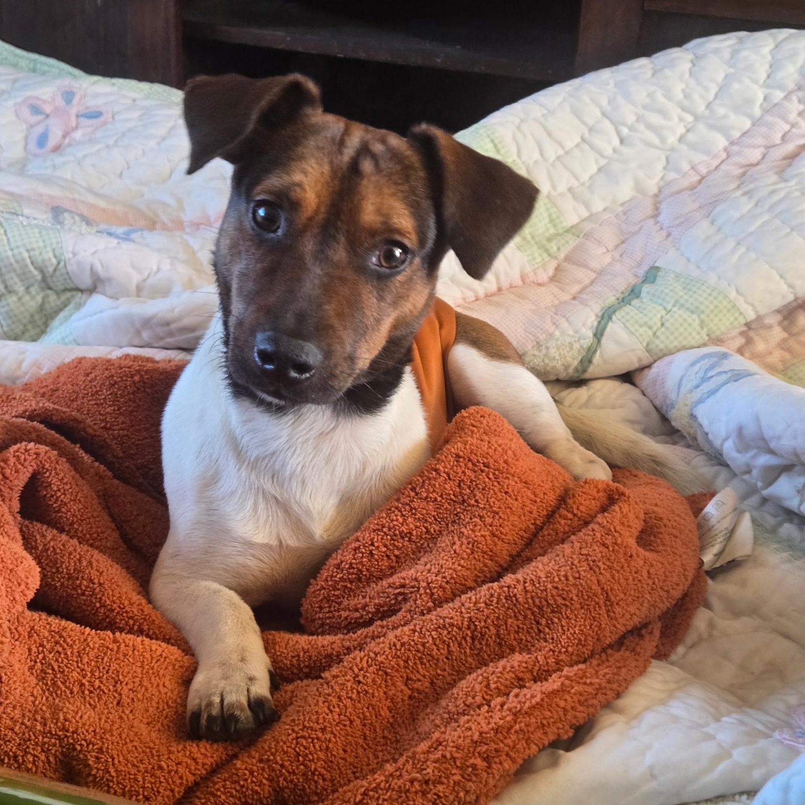 Enlarge Tunker, a ADOPTABLE mixed breed in Fort Collins, CO image 1/4