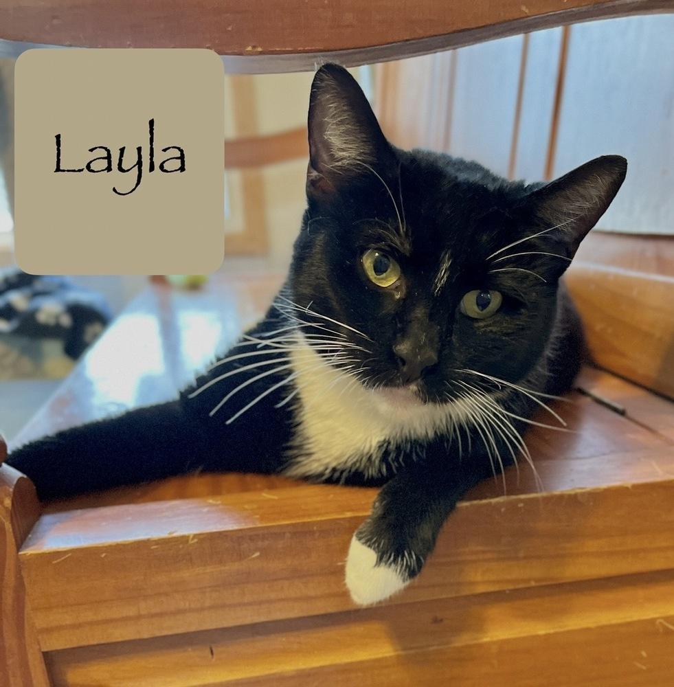 Layla, Adoptable, Adult Female Domestic Short Hair.