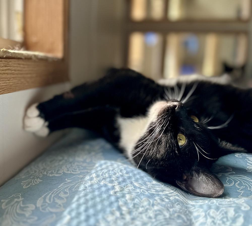 Enlarge Layla, a Adoptable Domestic Short Hair in Chalfont, PA image 1/5