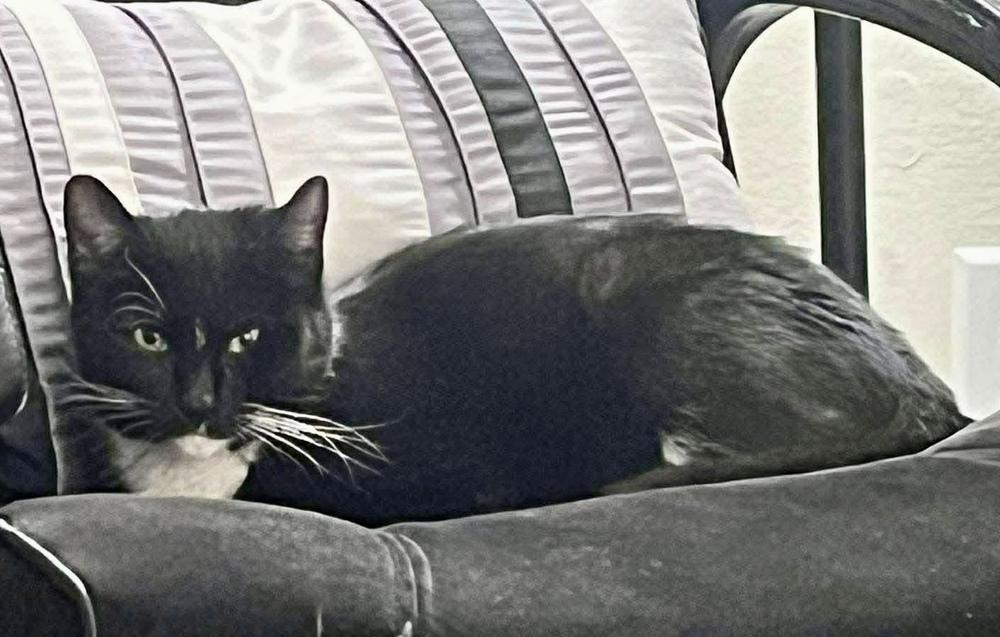 Enlarge Layla, a Adoptable Domestic Short Hair in Chalfont, PA image 1/4