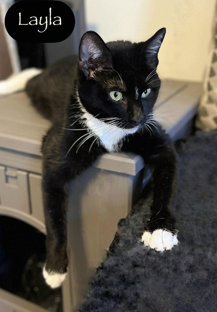 Enlarge Layla, a Adoptable Domestic Short Hair in Chalfont, PA image 2/6
