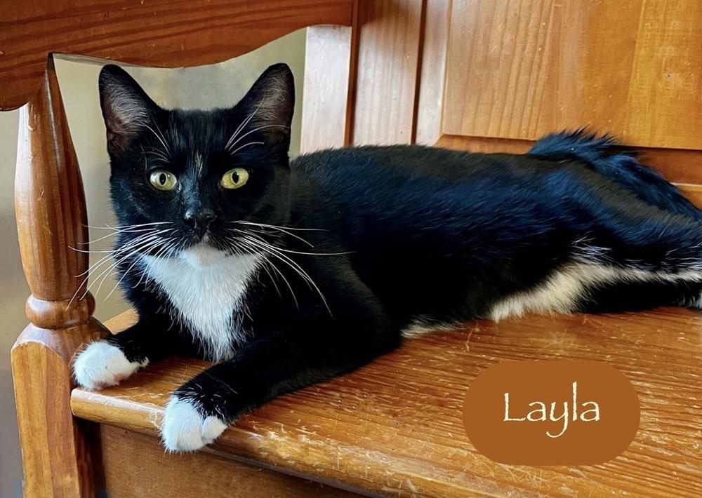 Enlarge Layla, a Adoptable Domestic Short Hair in Chalfont, PA image 3/6