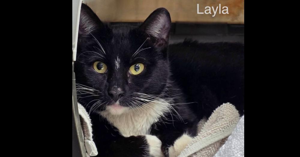 Enlarge Layla, a Adoptable Domestic Short Hair in Chalfont, PA image 3/4