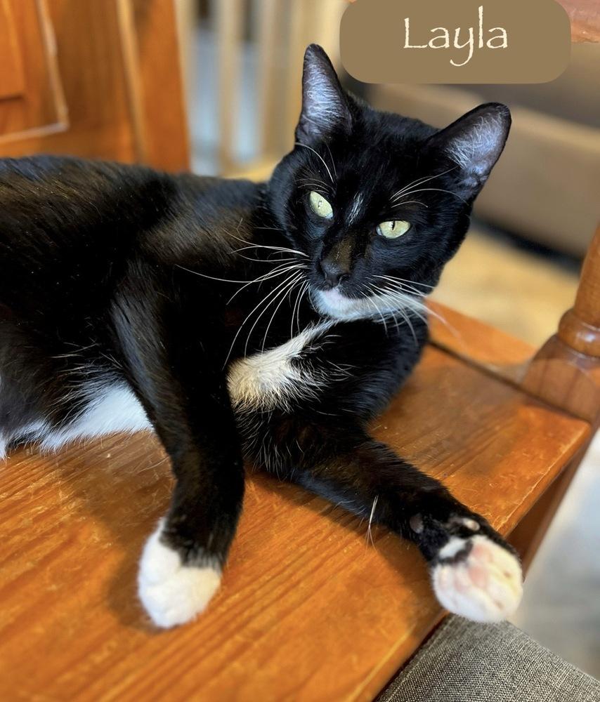 Enlarge Layla, a Adoptable Domestic Short Hair in Chalfont, PA image 5/6