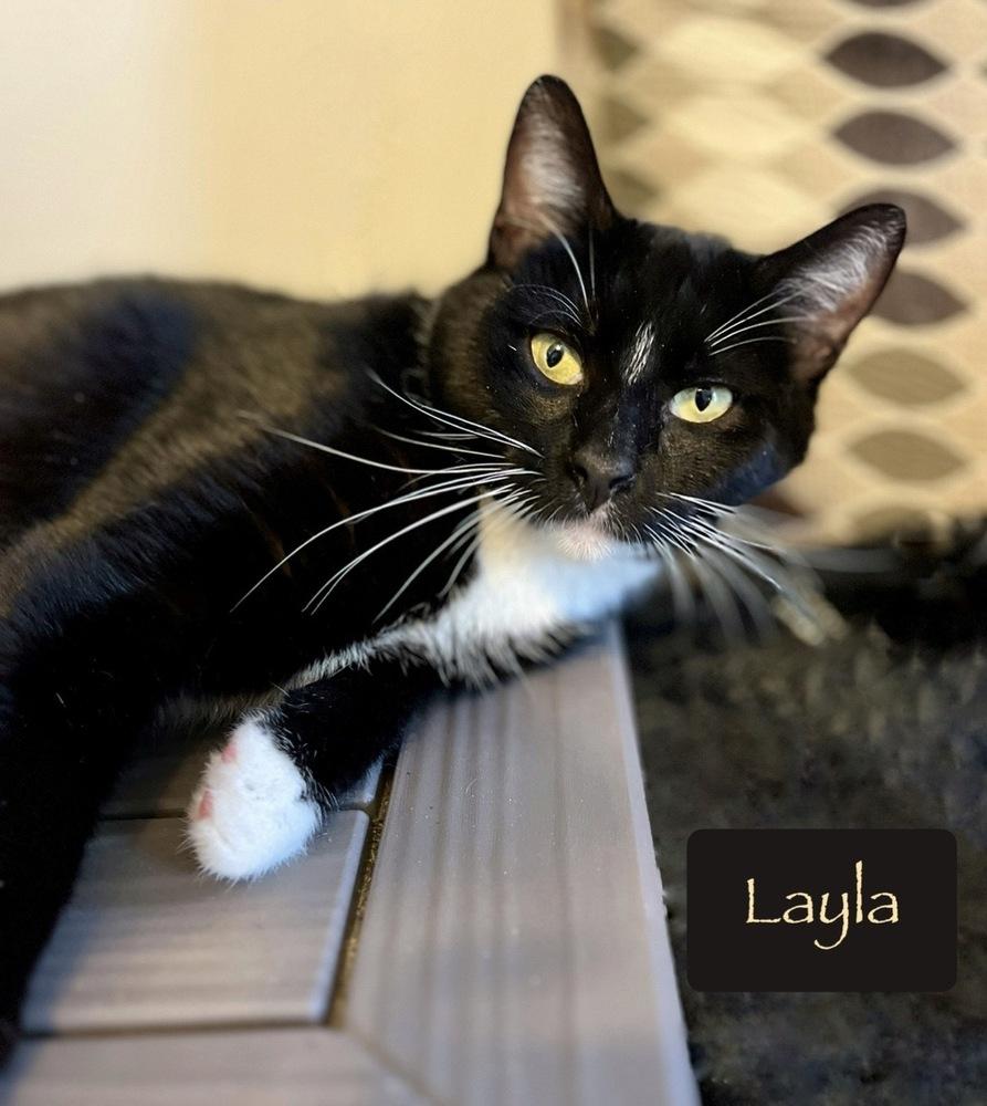 Enlarge Layla, a Adoptable Domestic Short Hair in Chalfont, PA image 6/6