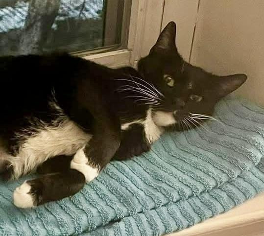 Enlarge Layla, a Adoptable Domestic Short Hair in Chalfont, PA image 4/4